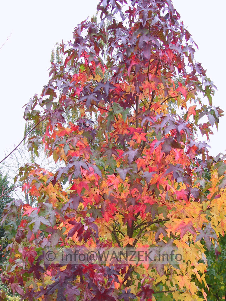 Liquidambar styraciflua Lane Roberts Herbst 002.JPG